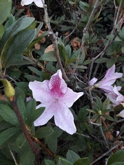 Rhododendron
