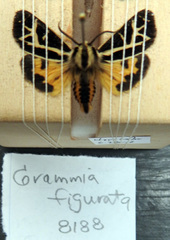 Apantesis franconia