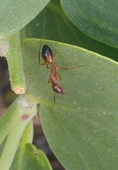 Camponotus baldaccii