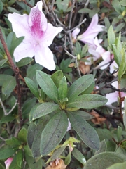 Rhododendron