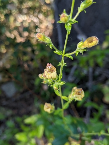 Image of Keckiella lemmonii by (c) Kayla Sweeten, some rights reserved (CC BY)