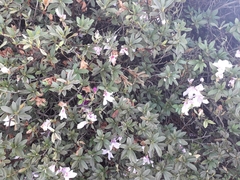 Rhododendron
