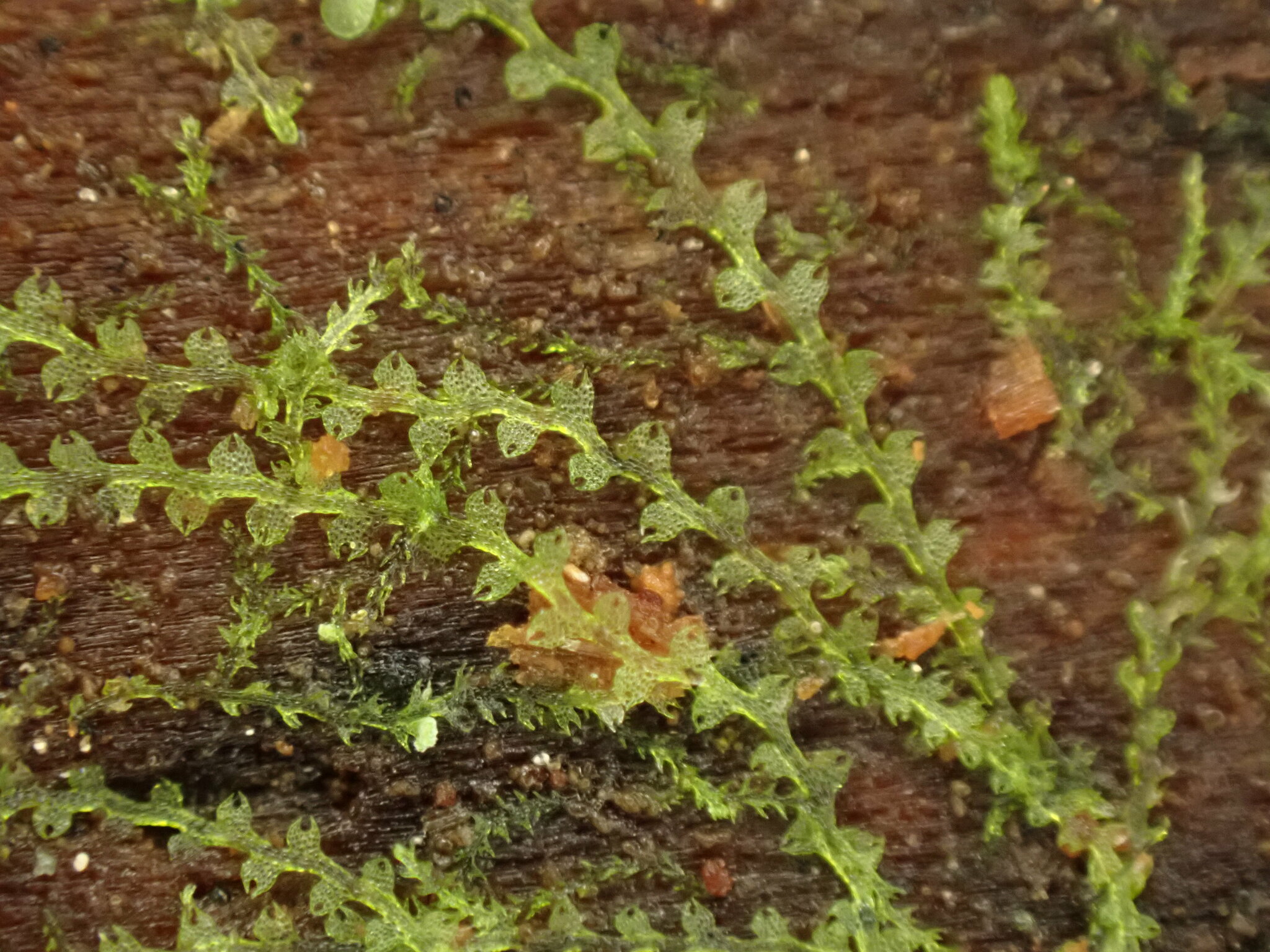 Fuscocephaloziopsis connivens