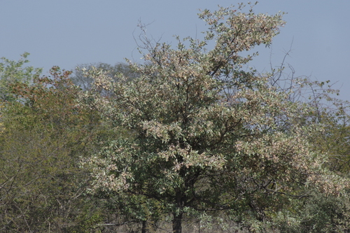 silver terminalia