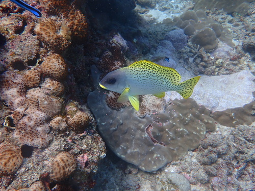 Blackspotted rubberlip (Plectorhinchus gaterinus) — Haemulidae