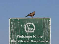 Falco rupicoloides