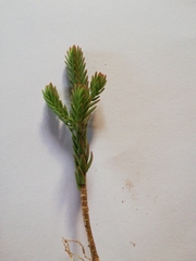 Erica sessiliflora