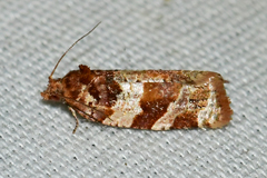 Argyrotaenia kimballi