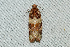 Argyrotaenia kimballi