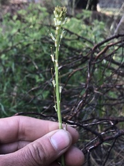 Turritis glabra