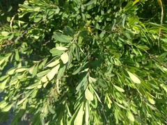 Myrica
