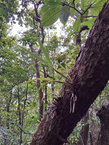 Eria rostriflora observed 2024-09-23