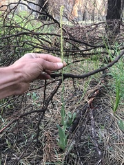 Turritis glabra