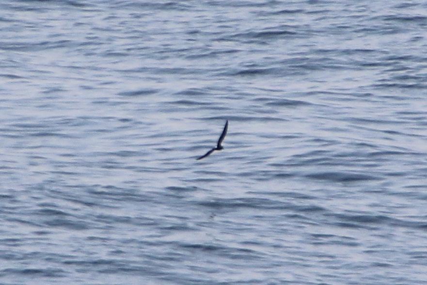 Leach's Storm Petrel
