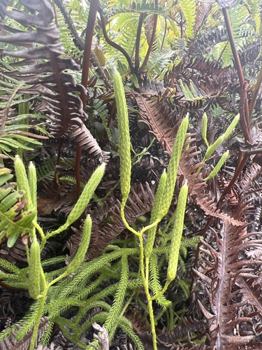 Lycopodium venustulum