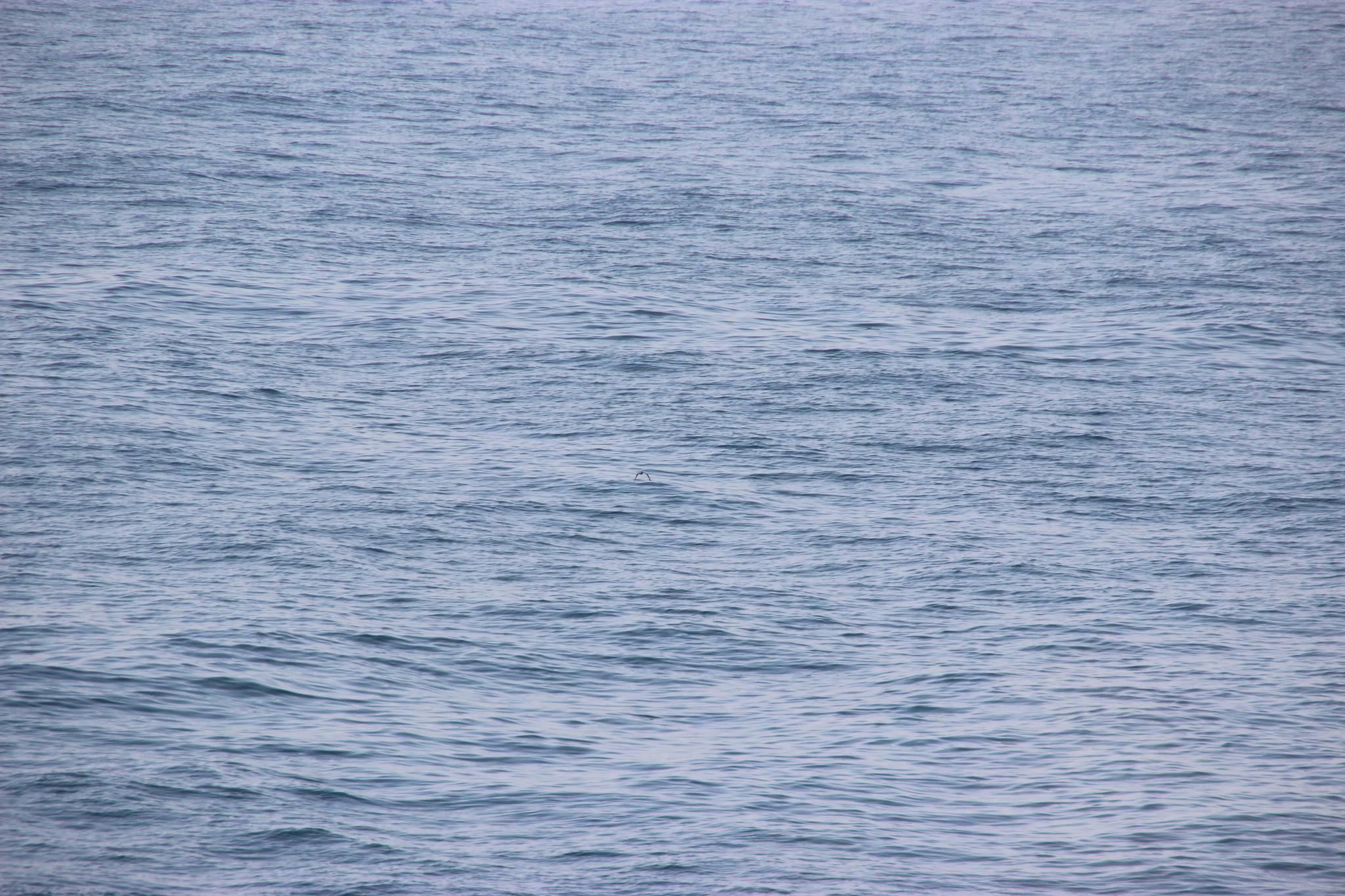 Leach's Storm Petrel
