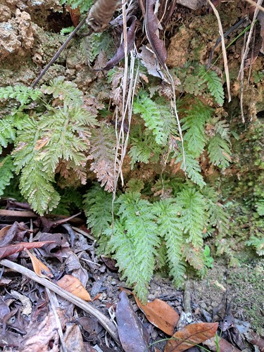 Abrodictyum obscurum iNat (3)