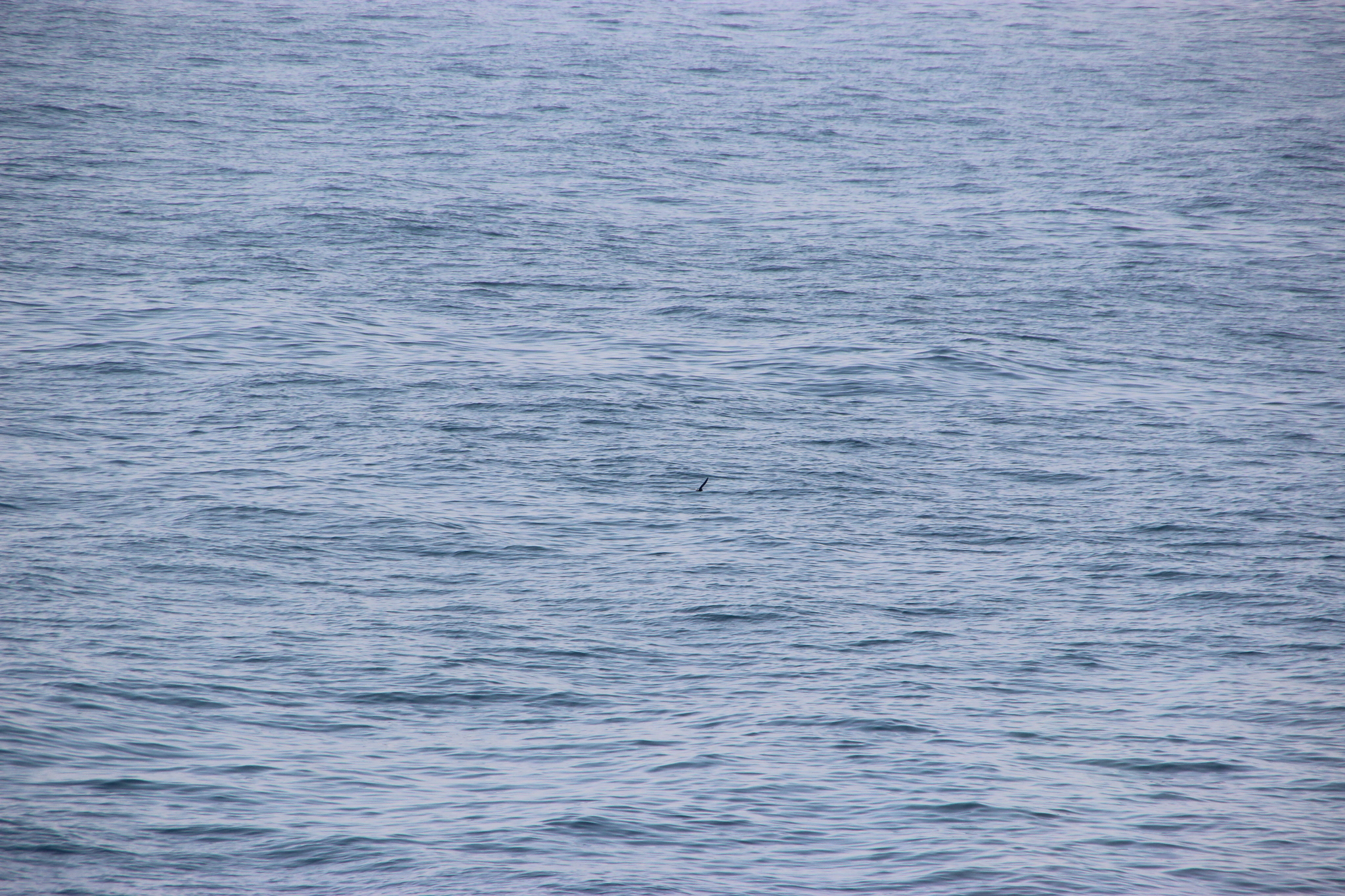 Leach's Storm Petrel