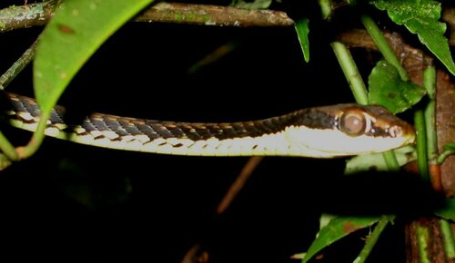 Moluccan Painted Bronzeback