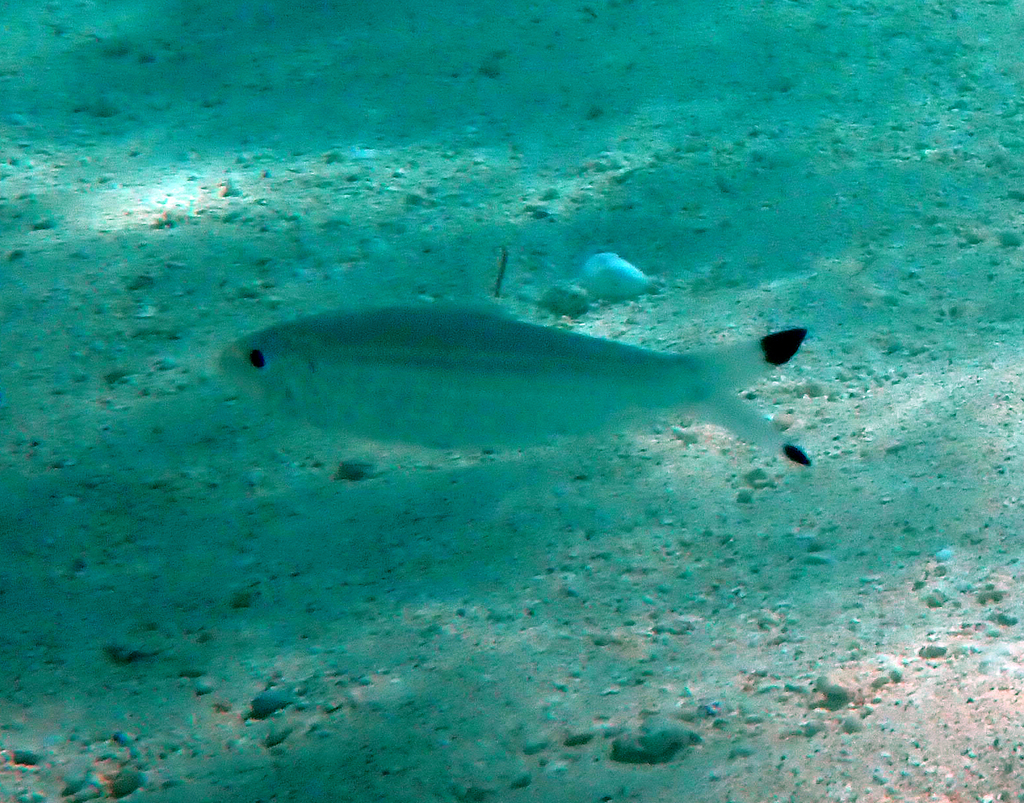 Blackstrip sardinella (Sardinella melanura) — Clupeidae