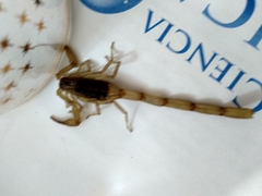 Centruroides tecomanus