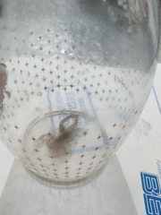 Centruroides tecomanus