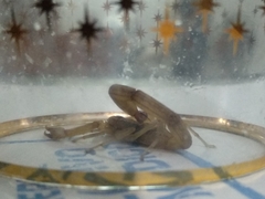 Centruroides tecomanus