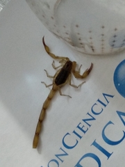 Centruroides tecomanus