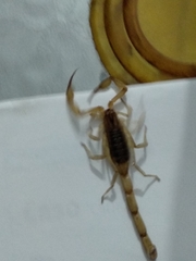 Centruroides tecomanus