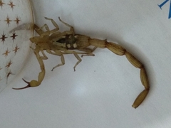 Centruroides tecomanus