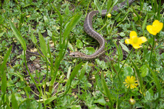 Thamnophis scalaris