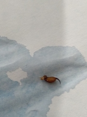 Centruroides tecomanus