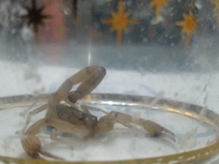 Centruroides tecomanus