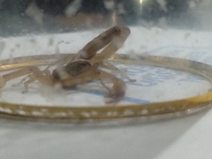 Centruroides tecomanus