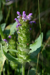 Prunella vulgaris lanceolata