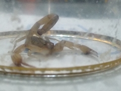 Centruroides tecomanus