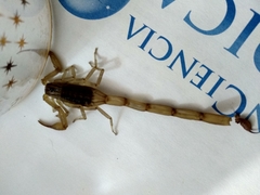 Centruroides tecomanus