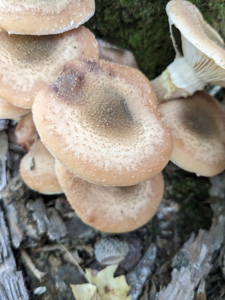 Armillaria mellea · September 2024 · photo: © repta (iNaturalist, cc-by)