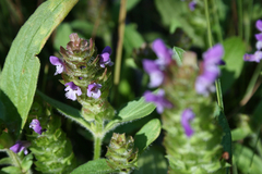 Prunella vulgaris lanceolata