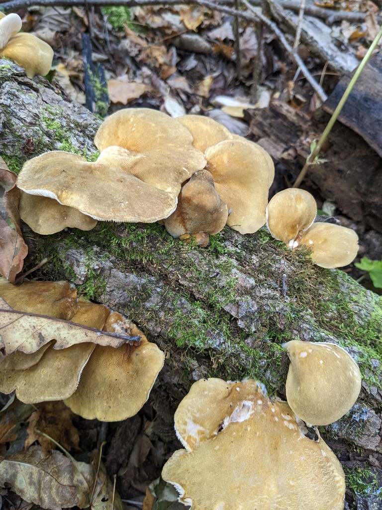 Sarcomyxa serotina · September 2024 · photo: © repta (iNaturalist, cc-by)