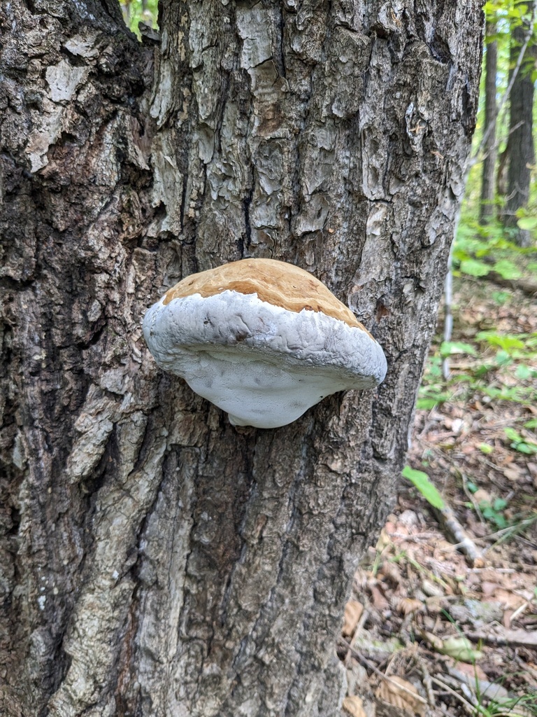 Fomes fomentarius · September 2024 · photo: © repta (iNaturalist, cc-by)