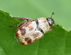 Hoplia trifasciata