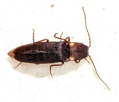 Deilelater ustulatus