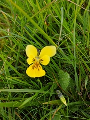Viola lutea
