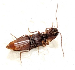 Deilelater ustulatus