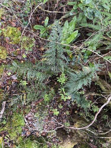 Asplenium sphenotomum