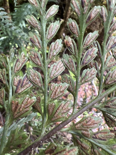Asplenium sphenotomum