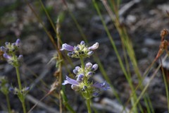 Penstemon heterodoxus