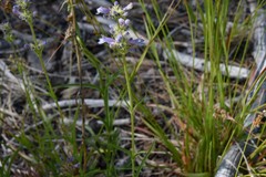 Penstemon heterodoxus