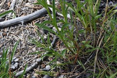Penstemon heterodoxus